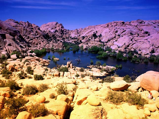 Joshua Tree Nemzeti Park