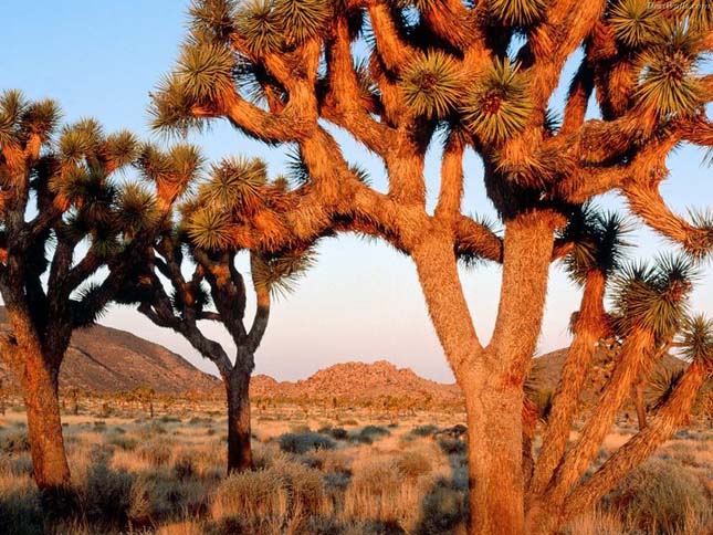 Joshua Tree Nemzeti Park