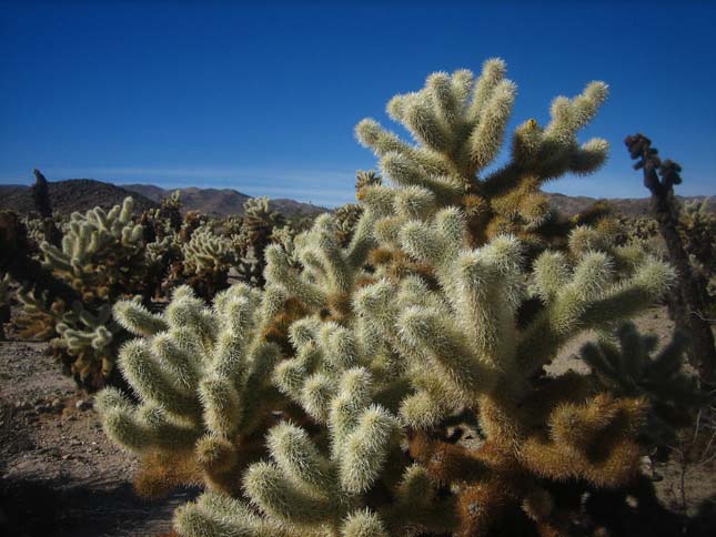 Joshua Tree Nemzeti Park