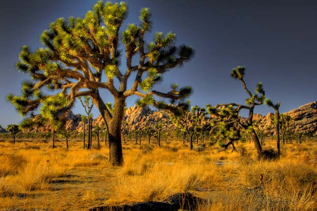 Joshua Tree Nemzeti Park