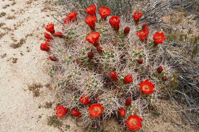 Joshua Tree Nemzeti Park