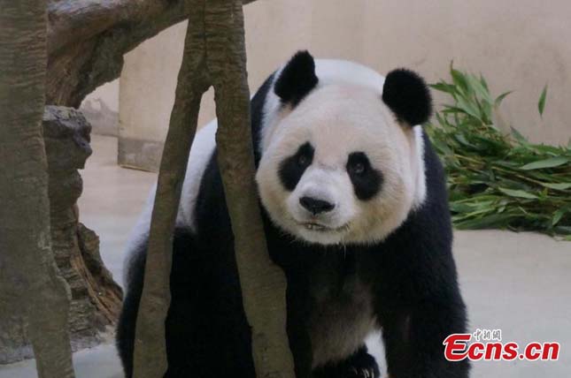 Terhesnek tettette magát egy panda