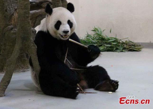 Terhesnek tettette magát egy panda
