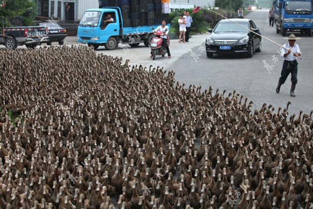 Ötezer kacsáját sétáltatja egy kínai férfi