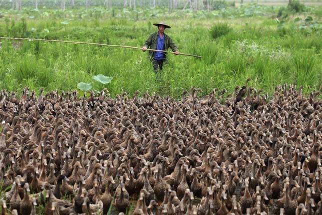 Ötezer kacsáját sétáltatja egy kínai férfi