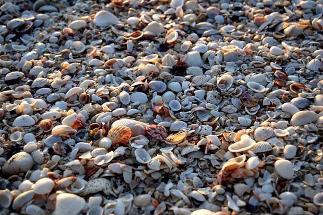 Kagylóval borított tengerpartok