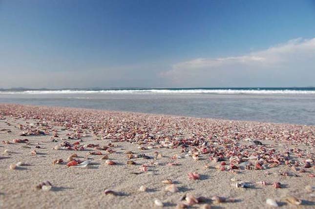 Kagylóval borított tengerpartok