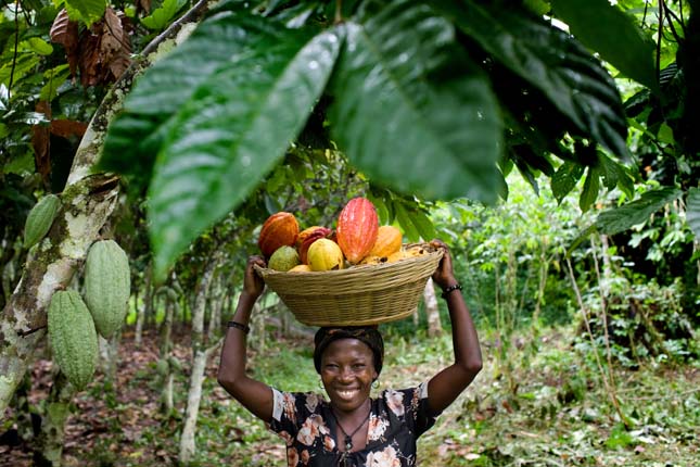 Kakaótermesztés Ghánában