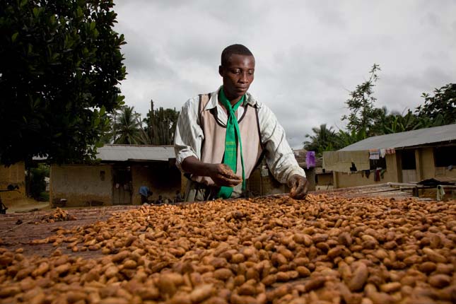 Kakaótermesztés Ghánában