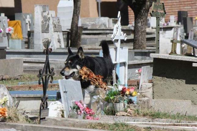 Hat éve őrzi gazdája sírját a hűséges kutya