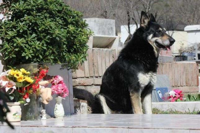 Hat éve őrzi gazdája sírját a hűséges kutya