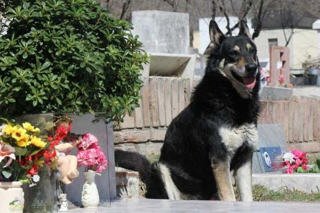 Hat éve őrzi gazdája sírját a hűséges kutya