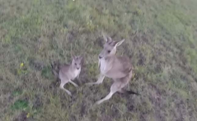 Kiütötte a drónt a kenguru