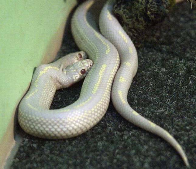 Kétfejű, albínó kígyó