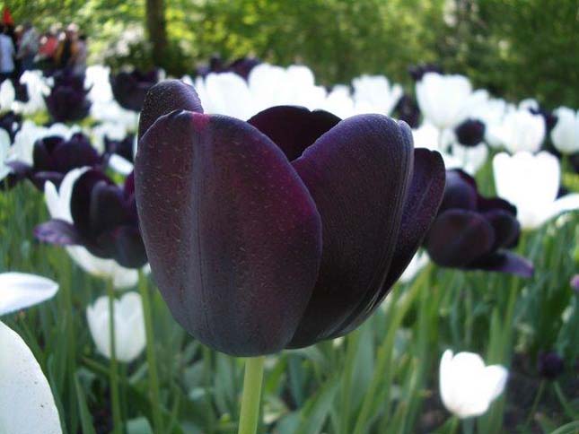 Keukenhof, tulipánkert Hollandiában