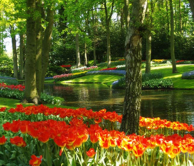 Keukenhof, tulipánkert Hollandiában