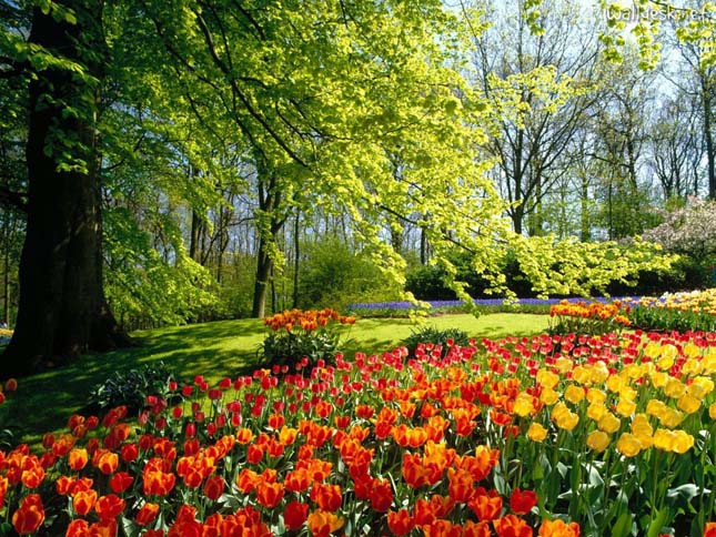 Keukenhof, tulipánkert Hollandiában