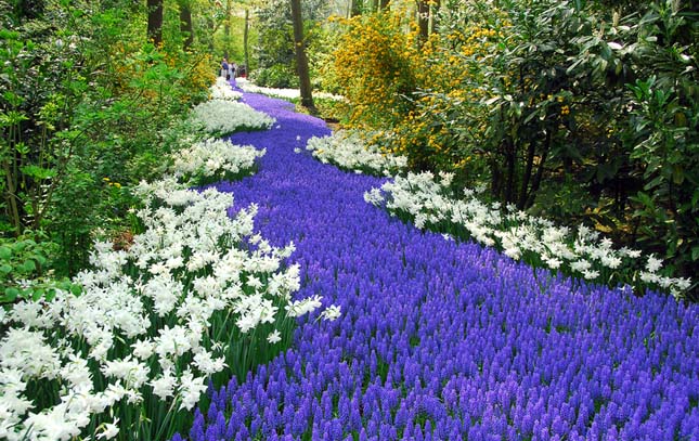 Keukenhof, tulipánkert Hollandiában