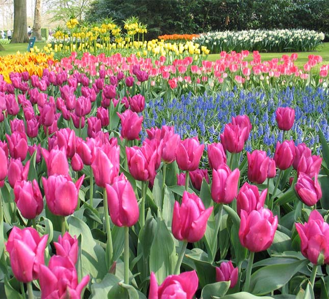 Keukenhof, tulipánkert Hollandiában