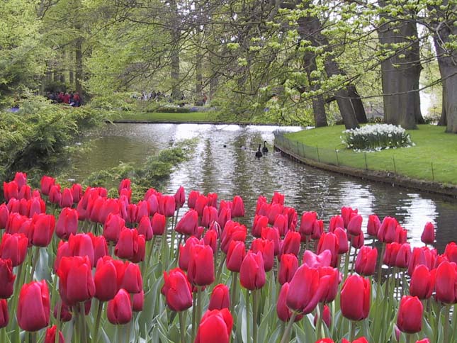 Keukenhof, tulipánkert Hollandiában