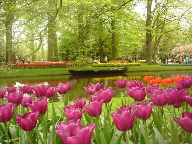 Keukenhof, tulipánkert Hollandiában