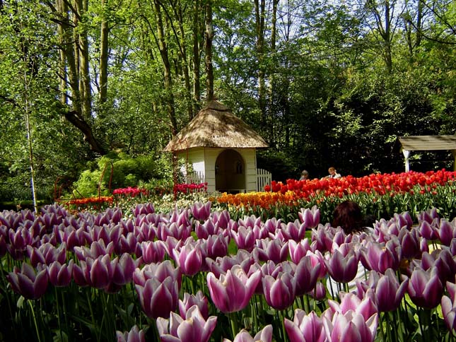 Keukenhof, tulipánkert Hollandiában