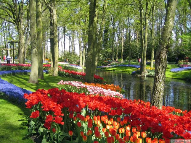 Keukenhof, tulipánkert Hollandiában