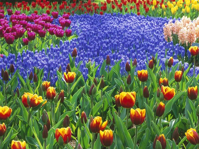 Keukenhof, tulipánkert Hollandiában