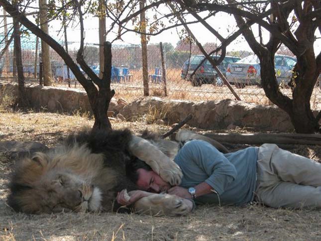 Kevin Richardson, az oroszlánokkal suttogó