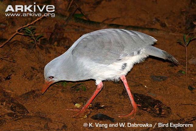 kagu (Rhynochetos jubatus)