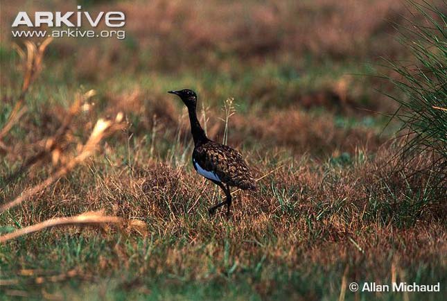 bengáli túzok (Houbaropsis bengalensis)