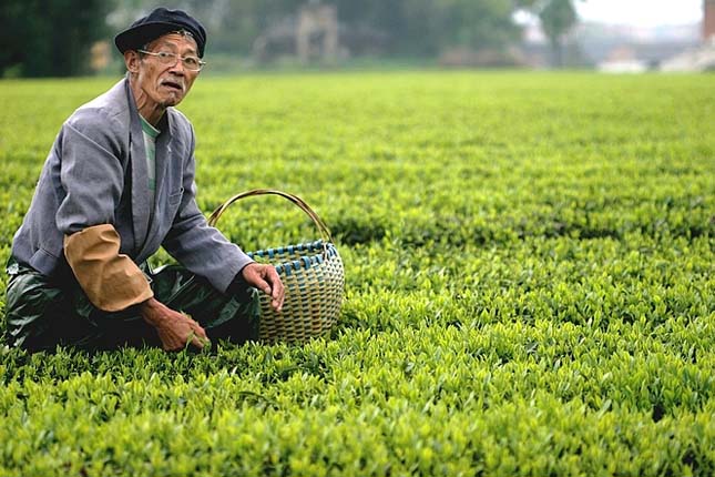 Kínai teaföld