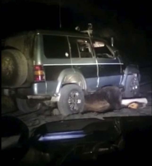 Vadászok ütöttek el egy medvét Oroszországban