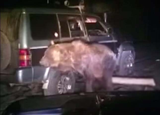 Vadászok ütöttek el egy medvét Oroszországban