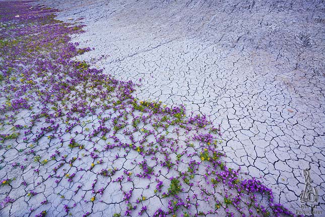 virágba boruló sivatag