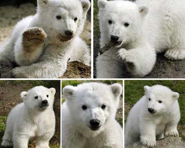 Knut jegesmedve