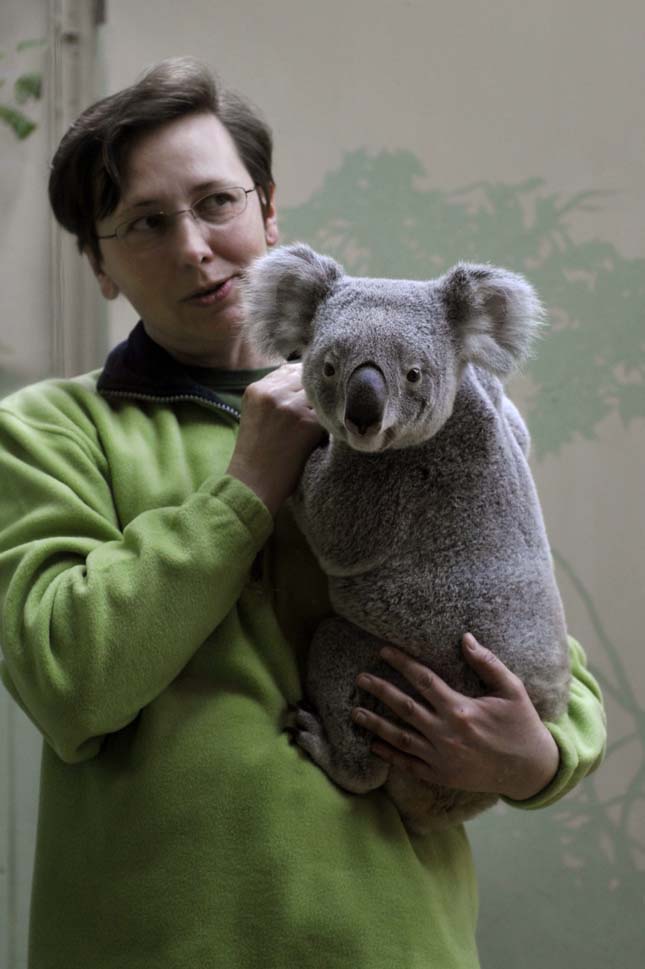 Koalák a Fővárosi Állatkertben