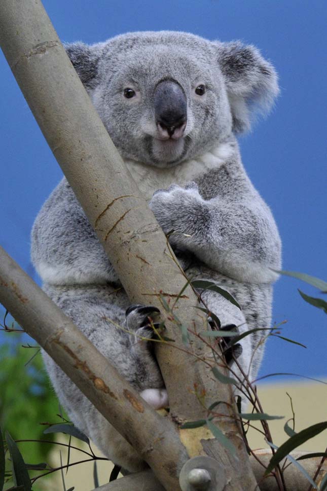 Koalák a Fővárosi Állatkertben