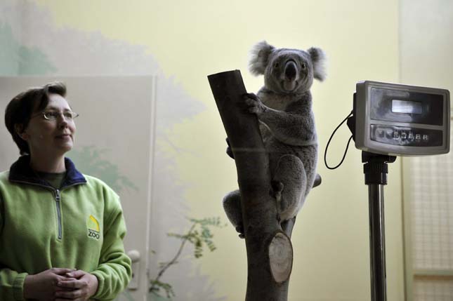 Koalák a Fővárosi Állatkertben