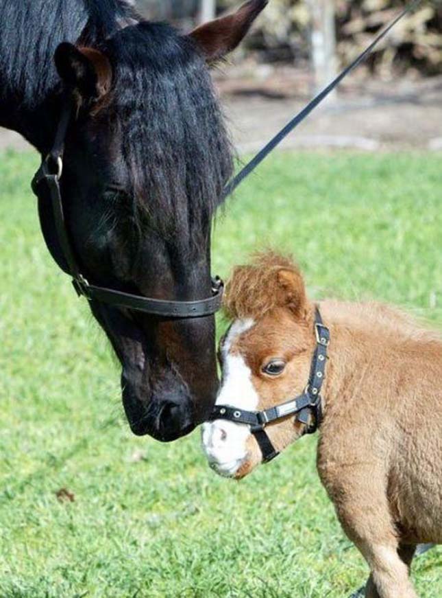 Koda, a legkisebb miniló