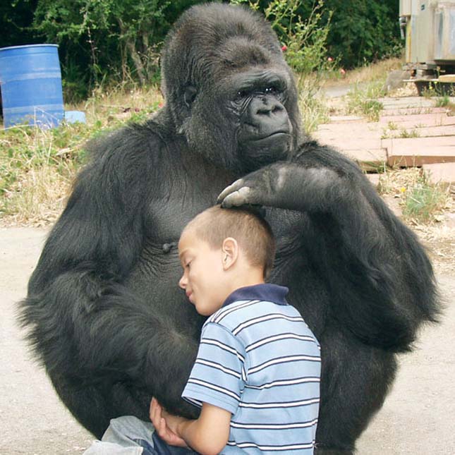 Koko gorilla