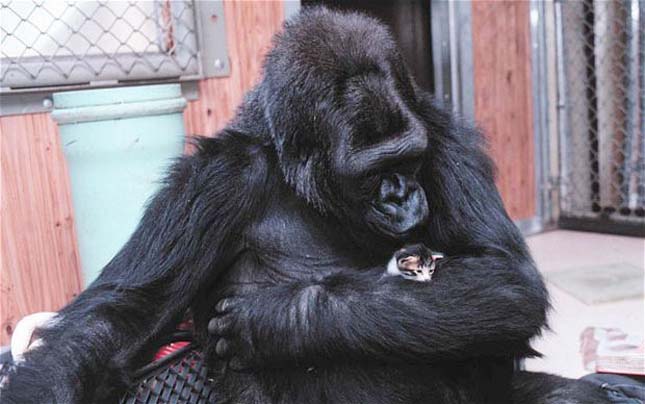 Koko gorilla