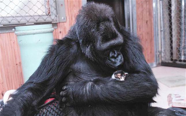 Koko, a gorilla