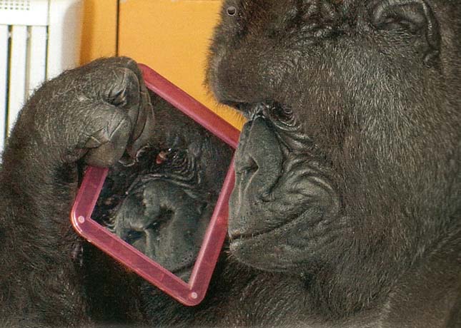 Koko, a gorilla