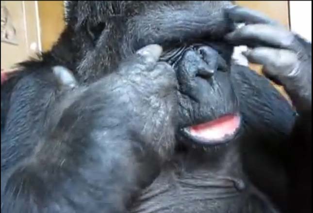 Koko, a gorilla