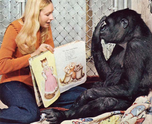 Koko, a gorilla