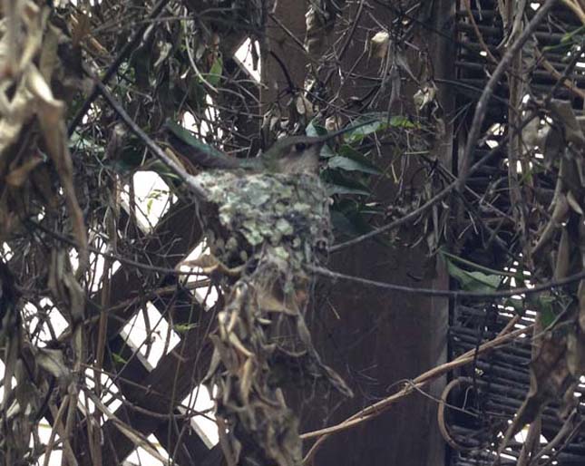 Kolibri fészek