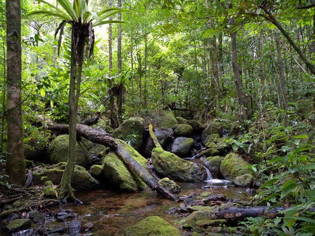 Kongó-medence esőerdeje