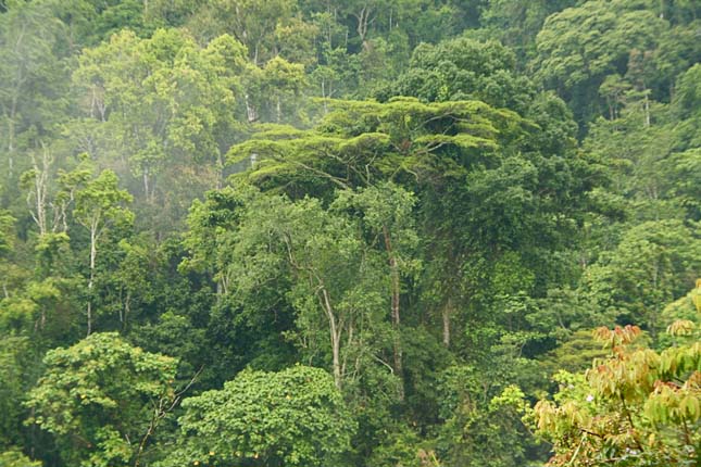Kongó-medence esőerdeje
