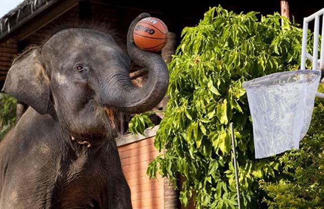Kosárlabdázó elefántok